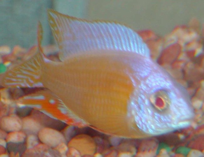 freshwater fish - protomelas sp. - steveni taiwan albino stocking in 135 gallons tank - Rare Steveni Taiwan Reef albino freshwater fish - protomelas sp. - steveni taiwan albino stocking in 135 gallons tank - Rare Steveni Taiwan Reef albino