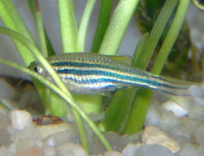 freshwater fish - danio rerio - zebra danio stocking in 10 gallons tank - One of my female zebra danios looking for food freshwater fish - danio rerio - zebra danio stocking in 10 gallons tank - One of my female zebra danios looking for food