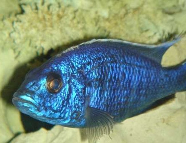 freshwater fish - sciaenochromis fryeri - electric blue hap stocking in 55 gallons tank - blue hap. ahli freshwater fish - sciaenochromis fryeri - electric blue hap stocking in 55 gallons tank - blue hap. ahli