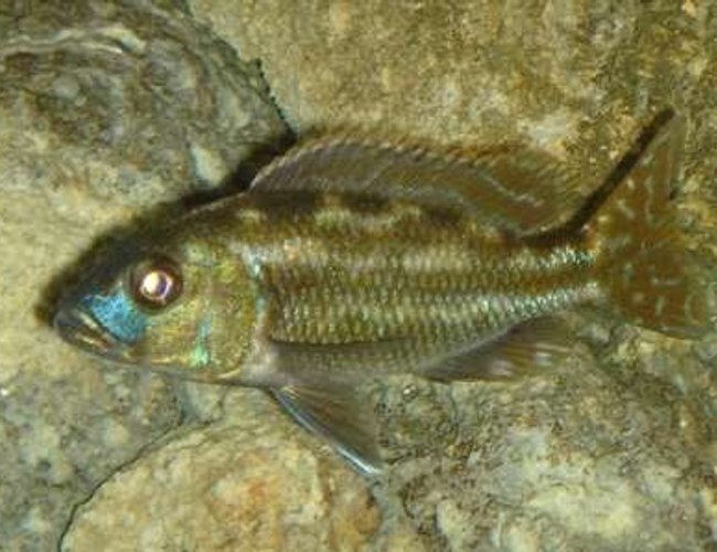 freshwater fish - herotilapia multispinosa - rainbow cichlid stocking in 55 gallons tank - #8 freshwater fish - herotilapia multispinosa - rainbow cichlid stocking in 55 gallons tank - #8