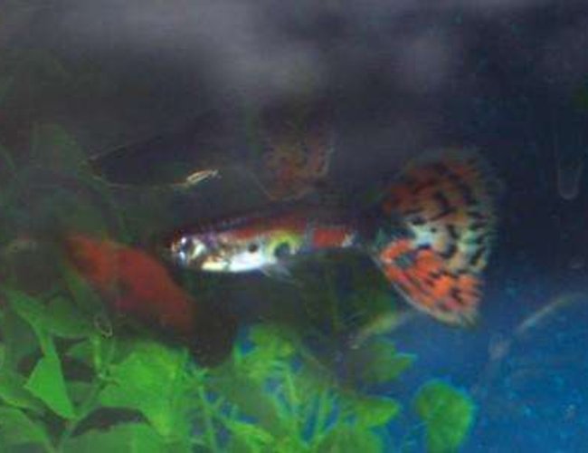 freshwater fish - poecilia reticulata - silver streak flamingo guppy stocking in 10 gallons tank - my male guppy freshwater fish - poecilia reticulata - silver streak flamingo guppy stocking in 10 gallons tank - my male guppy