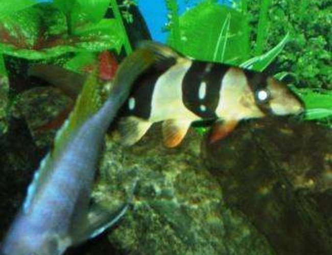 freshwater fish - botia macracantha - clown loach stocking in 90 gallons tank - my clown loach... look at the white strip freshwater fish - botia macracantha - clown loach stocking in 90 gallons tank - my clown loach... look at the white strip