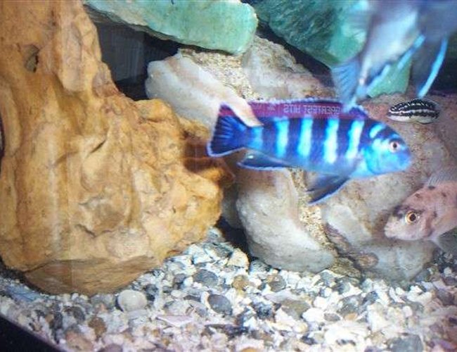 freshwater fish - pseudotropheus demasoni - demasoni cichlid stocking in 55 gallons tank - Pseudo demasoni
Juli dickfeldi from lake Tanganyikai
ob peacock freshwater fish - pseudotropheus demasoni - demasoni cichlid stocking in 55 gallons tank - Pseudo demasoni
Juli dickfeldi from lake Tanganyikai
ob peacock