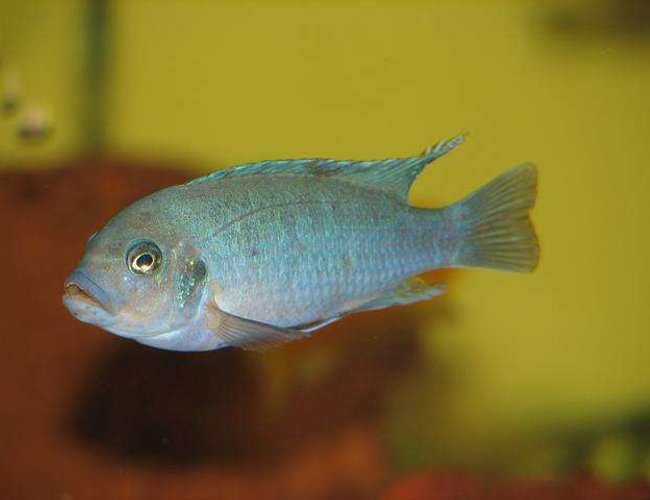 freshwater fish - pseudotropheus estherae - red zebra cichlid stocking in 50 gallons tank - Metriaclima Estherae - Male freshwater fish - pseudotropheus estherae - red zebra cichlid stocking in 50 gallons tank - Metriaclima Estherae - Male