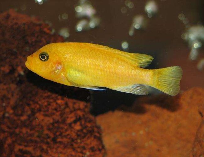 freshwater fish - pseudotropheus estherae - red zebra cichlid stocking in 50 gallons tank - Metriaclima Estherae - Female freshwater fish - pseudotropheus estherae - red zebra cichlid stocking in 50 gallons tank - Metriaclima Estherae - Female