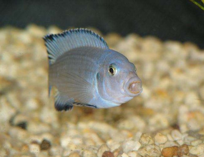freshwater fish - pseudotropheus socolofi - powder blue cichlid stocking in 50 gallons tank - Pseudotropheus socolofi in action... freshwater fish - pseudotropheus socolofi - powder blue cichlid stocking in 50 gallons tank - Pseudotropheus socolofi in action...
