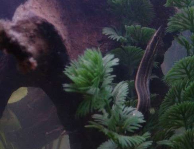 freshwater fish - mastacembelus erythrotaenia - fire eel stocking in 90 gallons tank - Buddy, our Fire Eel. freshwater fish - mastacembelus erythrotaenia - fire eel stocking in 90 gallons tank - Buddy, our Fire Eel.