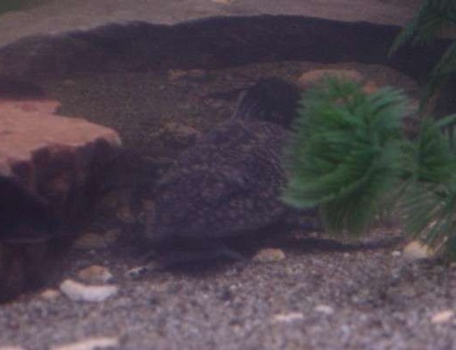 freshwater fish - glyptoperichthys gibbiceps - sailfin pleco (l-83) stocking in 90 gallons tank - Oscar our Pleco relaxing in his usual spot. freshwater fish - glyptoperichthys gibbiceps - sailfin pleco (l-83) stocking in 90 gallons tank - Oscar our Pleco relaxing in his usual spot.