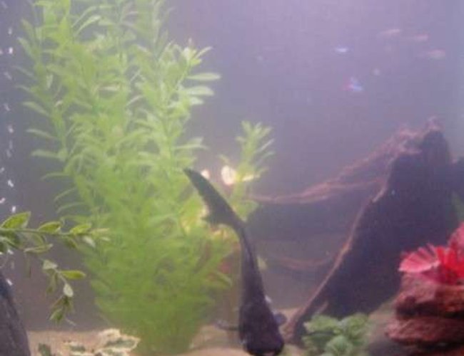 freshwater fish - pangasius hypophthalmus - iridescent shark stocking in 90 gallons tank - Rufio, our 9" Irredescent Shark that we rescued from a friends 35 gallon tank. freshwater fish - pangasius hypophthalmus - iridescent shark stocking in 90 gallons tank - Rufio, our 9" Irredescent Shark that we rescued from a friends 35 gallon tank.