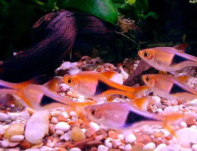 freshwater fish - rasbora heteromorpha - harlequin rasbora - rasboras freshwater fish - rasbora heteromorpha - harlequin rasbora - rasboras