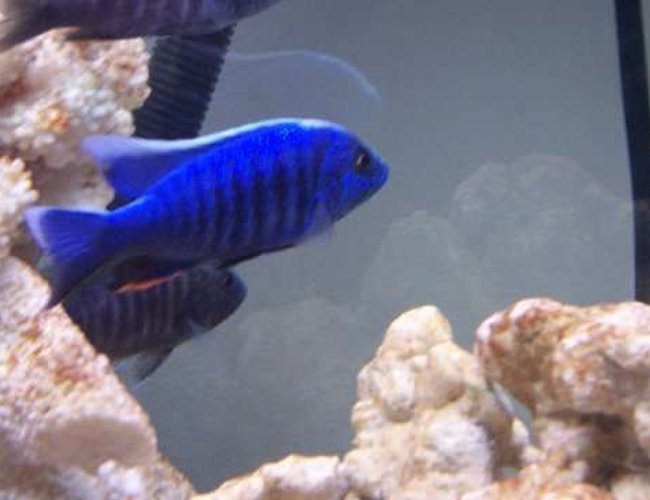freshwater fish - sciaenochromis fryeri - electric blue hap stocking in 75 gallons tank - Eletric blue hap fryeri freshwater fish - sciaenochromis fryeri - electric blue hap stocking in 75 gallons tank - Eletric blue hap fryeri