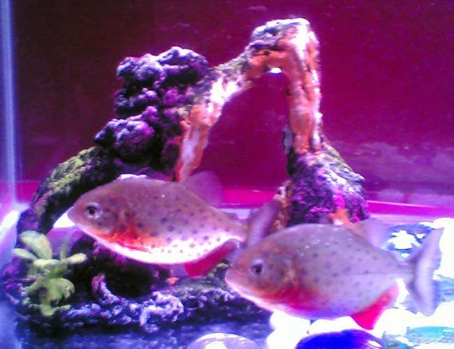 freshwater fish - pygocentrus nattereri - redbellied pirhana stocking in 50 gallons tank - Piroy & Piray - Piranhas
17 gal
35x14x10 glass tank
20 watts pink fluorescent bulb
overhead filter freshwater fish - pygocentrus nattereri - redbellied pirhana stocking in 50 gallons tank - Piroy & Piray - Piranhas
17 gal
35x14x10 glass tank
20 watts pink fluorescent bulb
overhead filter