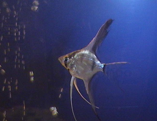 freshwater fish - pterophyllum scalare - assorted veil angel stocking in 75 gallons tank - Angelfish freshwater fish - pterophyllum scalare - assorted veil angel stocking in 75 gallons tank - Angelfish