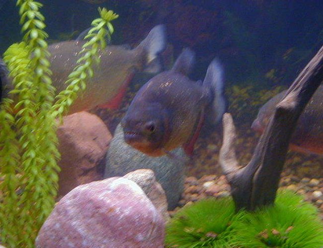 freshwater fish - pygocentrus nattereri - redbellied pirhana stocking in 72 gallons tank - piranha freshwater fish - pygocentrus nattereri - redbellied pirhana stocking in 72 gallons tank - piranha