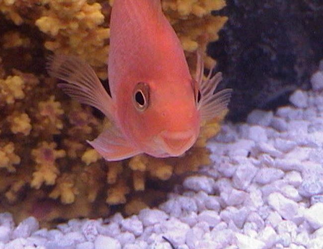 freshwater fish - heros severus x amphilophus citrinellum - blood parrot stocking in 75 gallons tank - Blood parrot freshwater fish - heros severus x amphilophus citrinellum - blood parrot stocking in 75 gallons tank - Blood parrot