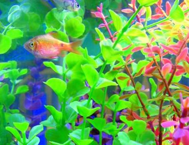 freshwater fish - puntius conchonius - rosy barb stocking in 20 gallons tank - Mr. Rosie freshwater fish - puntius conchonius - rosy barb stocking in 20 gallons tank - Mr. Rosie