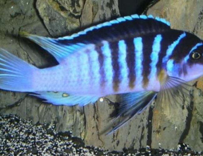 freshwater fish - metriaclima sp. - zebra chilumba stocking in 180 gallons tank - A dominant male Black-barred zebra (metriaclima sp. zebra 'chilumba'...also known as the BB zebra; an african cichlid originating from Lake Malawi. This aggressive mbuna grows up to 8 inches. freshwater fish - metriaclima sp. - zebra chilumba stocking in 180 gallons tank - A dominant male Black-barred zebra (metriaclima sp. zebra 'chilumba'...also known as the BB zebra; an african cichlid originating from Lake Malawi. This aggressive mbuna grows up to 8 inches.