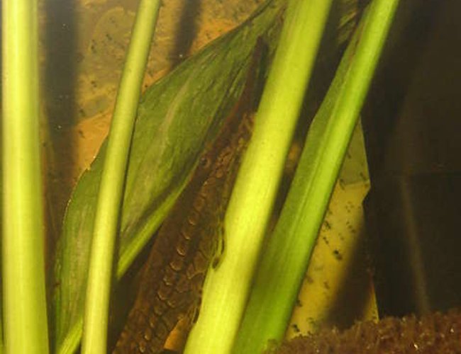freshwater fish - farlowella vittata - twig catfish stocking in 20 gallons tank - A Twig Catfish freshwater fish - farlowella vittata - twig catfish stocking in 20 gallons tank - A Twig Catfish