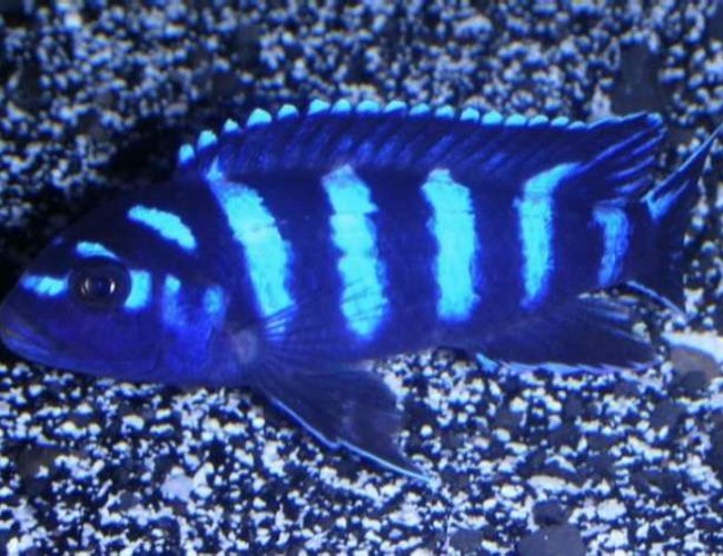 freshwater fish - pseudotropheus demasoni - demasoni cichlid stocking in 180 gallons tank - Pseudotropheus demasoni, a type of african cichlid which originates from Lake Malawi. Typically small in size (3") but large in aggression (especially towards others of the same species). freshwater fish - pseudotropheus demasoni - demasoni cichlid stocking in 180 gallons tank - Pseudotropheus demasoni, a type of african cichlid which originates from Lake Malawi. Typically small in size (3") but large in aggression (especially towards others of the same species).
