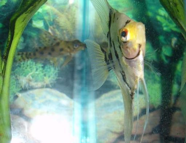 freshwater fish - pterophyllum scalare - assorted veil angel stocking in 29 gallons tank - My angelfish with a synodontis catfish in the background. I thought the shot was cool. :) I like how the fins are in focus. freshwater fish - pterophyllum scalare - assorted veil angel stocking in 29 gallons tank - My angelfish with a synodontis catfish in the background. I thought the shot was cool. :) I like how the fins are in focus.