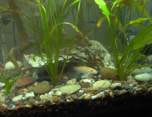 freshwater fish - puntius titteya - albino cherry barb stocking in 38 gallons tank - Albino Algae Eater, Neon Tetras, Cherry Barbs. Best way to take pictures of fish staying still are to turn off the lights and wait 20 mins and turn it back on so you can take good still photos! freshwater fish - puntius titteya - albino cherry barb stocking in 38 gallons tank - Albino Algae Eater, Neon Tetras, Cherry Barbs. Best way to take pictures of fish staying still are to turn off the lights and wait 20 mins and turn it back on so you can take good still photos!