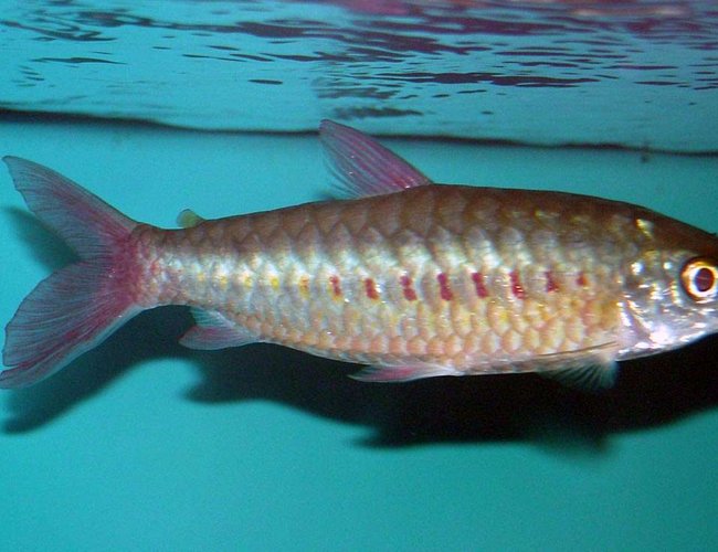 freshwater fish - crossocheilus siamensis - siamese flying fox stocking in 150 gallons tank - Pink-Tailed Chalceus. He is housed with South and Central American Cichlids. He is about 7-8" freshwater fish - crossocheilus siamensis - siamese flying fox stocking in 150 gallons tank - Pink-Tailed Chalceus. He is housed with South and Central American Cichlids. He is about 7-8"