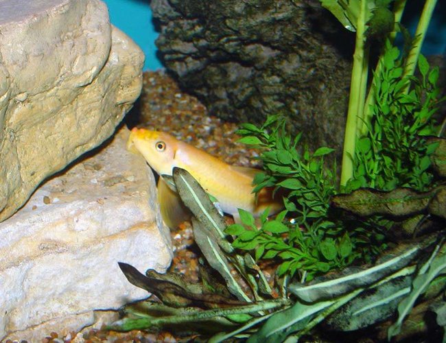 freshwater fish - gyrinocheilos aymonieri - chinese algae eater stocking in 150 gallons tank - This golden algae eater (Gyrinocheilus aymomieri) started out at about 1.5" and is now about 6". South and Central American Cichlids share his 150gal. mansion. freshwater fish - gyrinocheilos aymonieri - chinese algae eater stocking in 150 gallons tank - This golden algae eater (Gyrinocheilus aymomieri) started out at about 1.5" and is now about 6". South and Central American Cichlids share his 150gal. mansion.