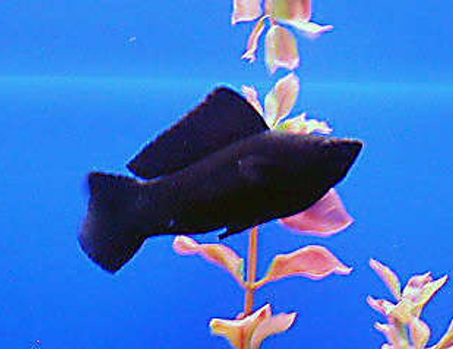 freshwater fish - poecilia latipinna - black sailfin molly stocking in 50 gallons tank - male black mollie freshwater fish - poecilia latipinna - black sailfin molly stocking in 50 gallons tank - male black mollie