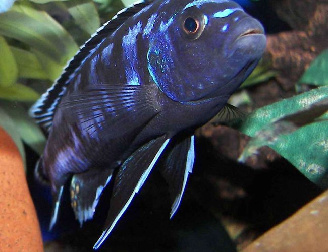 freshwater fish - melanochromis johannii - johanni cichlid stocking in 55 gallons tank - Electric Blue freshwater fish - melanochromis johannii - johanni cichlid stocking in 55 gallons tank - Electric Blue