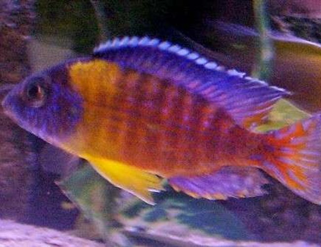 freshwater fish - aulonocara rubescens - ruby red peacock stocking in 95 gallons tank - Wild caught Aulonocara stuartgranti (blue neon Undu Reef)
he has just mated recently and I am looking forward to seeing his fry freshwater fish - aulonocara rubescens - ruby red peacock stocking in 95 gallons tank - Wild caught Aulonocara stuartgranti (blue neon Undu Reef)
he has just mated recently and I am looking forward to seeing his fry