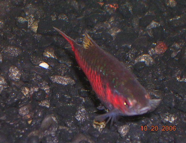 freshwater fish - puntius sp. - odessa barb stocking in 20 gallons tank - odessa barb freshwater fish - puntius sp. - odessa barb stocking in 20 gallons tank - odessa barb