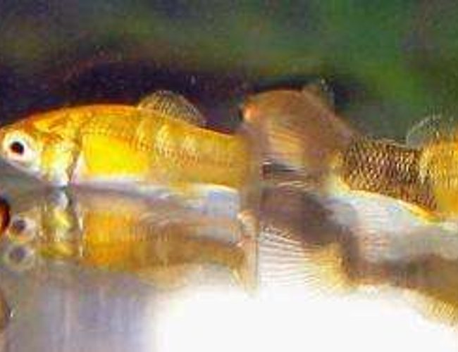 freshwater fish - poecilia latipinna - balloon molly stocking in 10 gallons tank - balloon molly fry in breeding tank freshwater fish - poecilia latipinna - balloon molly stocking in 10 gallons tank - balloon molly fry in breeding tank