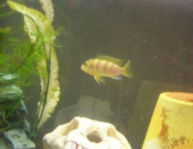 freshwater fish - metriaclima lombardoi - kenyi cichlid stocking in 55 gallons tank - My male Kenyi freshwater fish - metriaclima lombardoi - kenyi cichlid stocking in 55 gallons tank - My male Kenyi