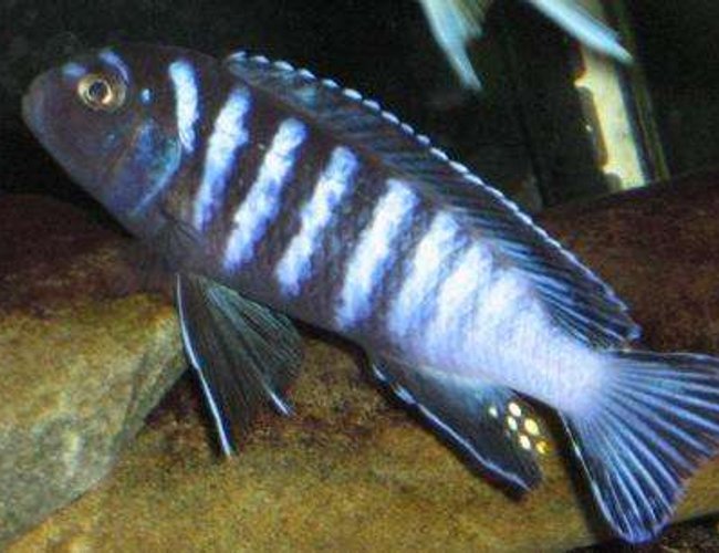 freshwater fish - pseudotropheus elongatus - elongate mbuna stocking in 120 gallons tank - elongatus freshwater fish - pseudotropheus elongatus - elongate mbuna stocking in 120 gallons tank - elongatus
