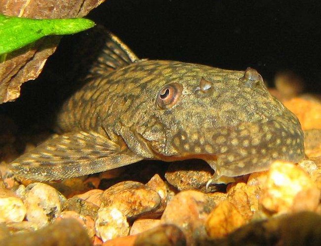 freshwater fish - ancistrus tamboensis - catfish stocking in 50 gallons tank - Ancistrus tamboensis freshwater fish - ancistrus tamboensis - catfish stocking in 50 gallons tank - Ancistrus tamboensis