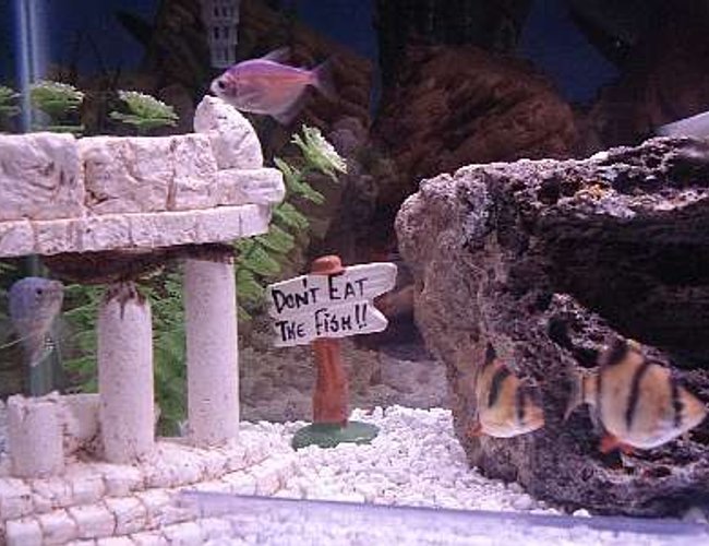 freshwater fish - puntius tetrazona - tiger barb stocking in 30 gallons tank - Dont Eat The FIsh freshwater fish - puntius tetrazona - tiger barb stocking in 30 gallons tank - Dont Eat The FIsh