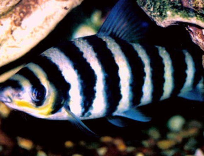 freshwater fish - leporinus fasciatus - banded leporinus stocking in 55 gallons tank - Leporinus freshwater fish - leporinus fasciatus - banded leporinus stocking in 55 gallons tank - Leporinus