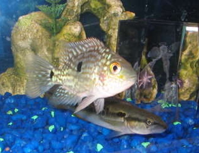 freshwater fish - herichthys carpinte - green texas cichlid stocking in 29 gallons tank - texas and pike cichlid freshwater fish - herichthys carpinte - green texas cichlid stocking in 29 gallons tank - texas and pike cichlid