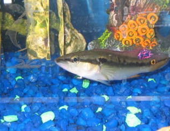 freshwater fish - crenicichla notophthalmus - dwarf pike cichlid stocking in 29 gallons tank - pike cichlid freshwater fish - crenicichla notophthalmus - dwarf pike cichlid stocking in 29 gallons tank - pike cichlid