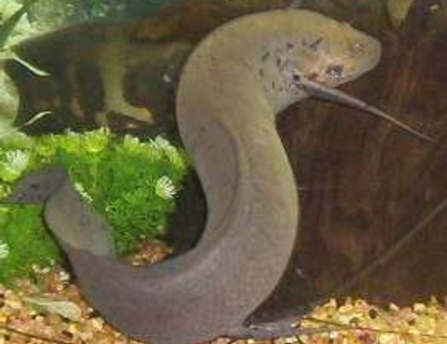 freshwater fish - polypterus retropinnis - retropinnis bichir stocking in 75 gallons tank - Lungfish freshwater fish - polypterus retropinnis - retropinnis bichir stocking in 75 gallons tank - Lungfish
