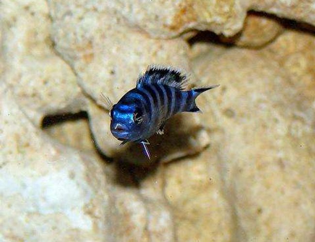 freshwater fish - pseudotropheus demasoni - demasoni cichlid stocking in 32767 gallons tank - baby demasoni. approx 1.5" freshwater fish - pseudotropheus demasoni - demasoni cichlid stocking in 32767 gallons tank - baby demasoni. approx 1.5"