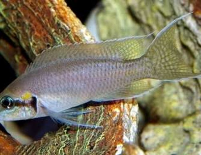freshwater fish - neolamprologus brichardi - brichardi stocking in 40 gallons tank - L. Brichardi Male freshwater fish - neolamprologus brichardi - brichardi stocking in 40 gallons tank - L. Brichardi Male