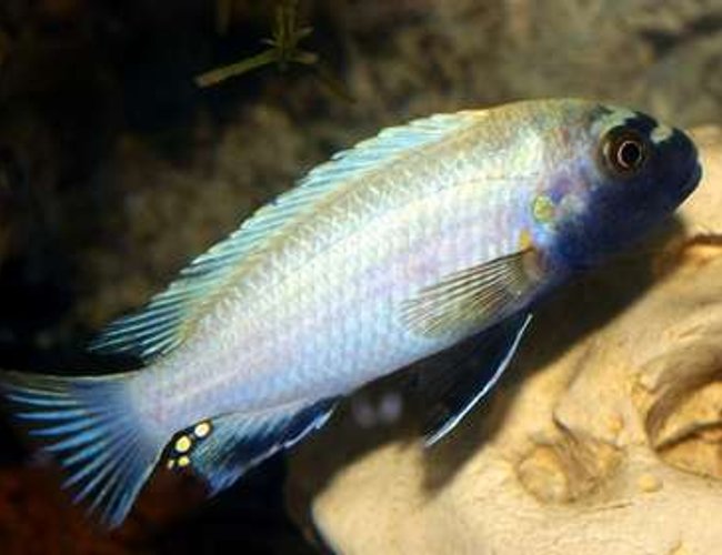 freshwater fish - pseudotropheus polit - polit cichlid stocking in 40 gallons tank - My Adult Male Pseudetropheus Polit freshwater fish - pseudotropheus polit - polit cichlid stocking in 40 gallons tank - My Adult Male Pseudetropheus Polit