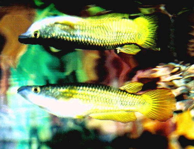 freshwater fish - simpsonichthys magnificus - magnificus killifish stocking in 55 gallons tank - My KilliFish freshwater fish - simpsonichthys magnificus - magnificus killifish stocking in 55 gallons tank - My KilliFish