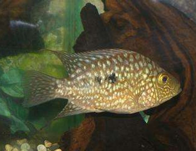 freshwater fish - herichthys cynoguttatus - texas cichlid stocking in 50 gallons tank - Texas freshwater fish - herichthys cynoguttatus - texas cichlid stocking in 50 gallons tank - Texas