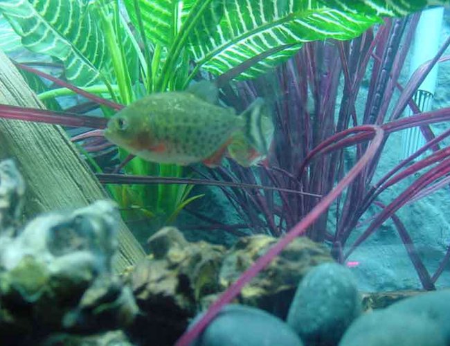 freshwater fish - pygocentrus nattereri - redbellied pirhana stocking in 90 gallons tank - Juvenile Piranha Close Up freshwater fish - pygocentrus nattereri - redbellied pirhana stocking in 90 gallons tank - Juvenile Piranha Close Up