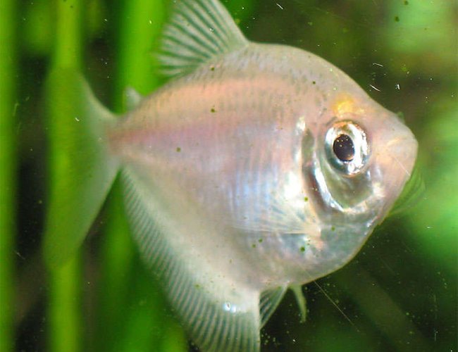 freshwater fish - gymnocorymbus ternetzi - white skirt tetra stocking in 26 gallons tank - White Skirt Tetra freshwater fish - gymnocorymbus ternetzi - white skirt tetra stocking in 26 gallons tank - White Skirt Tetra