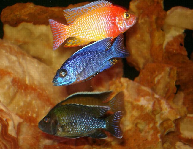 freshwater fish - aulonocara stuartgranti - peacock cichlid stocking in 100 gallons tank - Here are 4 of my peacocks. Aulonocara Cobue, Aulonocara Stuartgranti Steveni, Aulonocara Stuartgranti Steveni, and another Stuartgranit sorry don't know his subspecies. freshwater fish - aulonocara stuartgranti - peacock cichlid stocking in 100 gallons tank - Here are 4 of my peacocks. Aulonocara Cobue, Aulonocara Stuartgranti Steveni, Aulonocara Stuartgranti Steveni, and another Stuartgranit sorry don't know his subspecies.