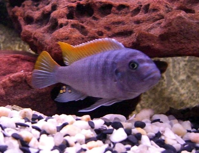 freshwater fish - maylandia greshakei - red top cobalt zebra stocking in 55 gallons tank - Red Top Zebra. Check out those egg spots!!!! freshwater fish - maylandia greshakei - red top cobalt zebra stocking in 55 gallons tank - Red Top Zebra. Check out those egg spots!!!!