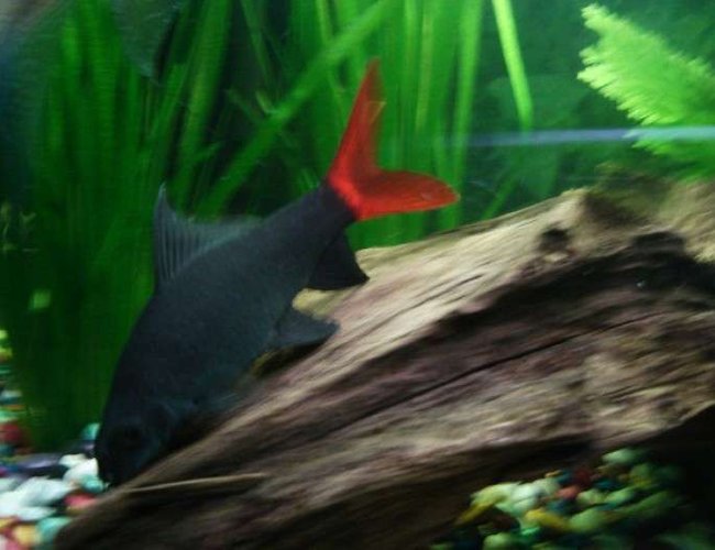 freshwater fish - epalzeorhynchos bicolor - redtail shark stocking in 33 gallons tank - red -tailed shark freshwater fish - epalzeorhynchos bicolor - redtail shark stocking in 33 gallons tank - red -tailed shark
